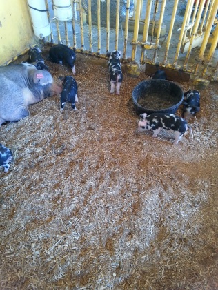 Baby Pigs! First time I've got to see baby pigs at the Fair.