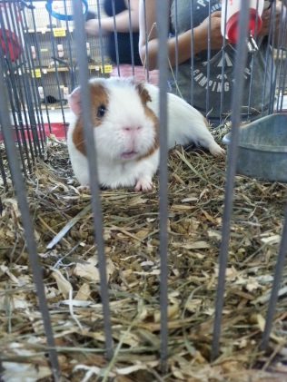 A adorable guinea pig in the Poultry and Bunny Barn. On a side note, the Bunny Barn is my favorite building at the Fair. Bunnies are so cute!